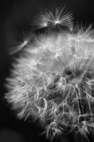 Pusteblume